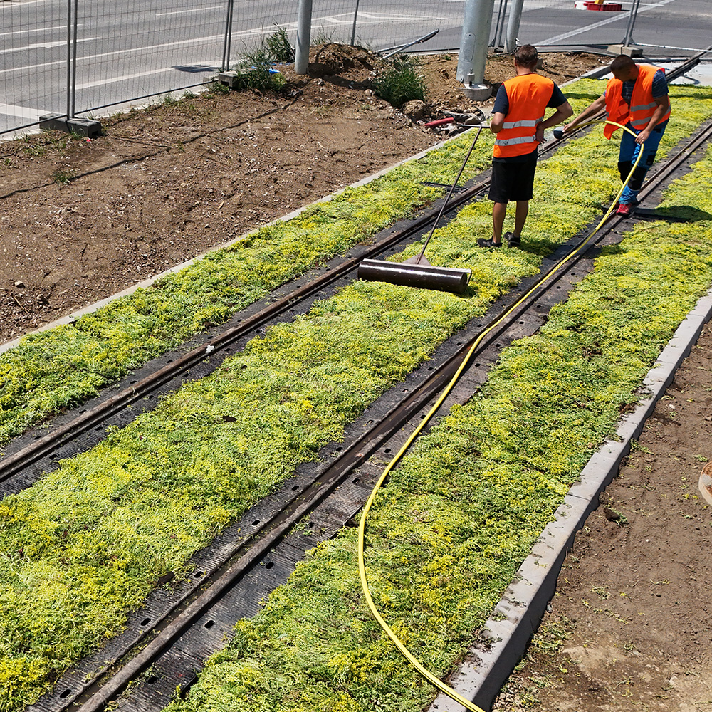Binario inerbito di Kosice: piantumazione con piante resistenti alle condizioni rocciose